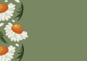 floral poster with open white chamomile buds with a yellow center and green leaves on a green background, placed sideways vector