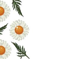 floral poster with open buds of a large white daisy and green leaves placed on the side vector
