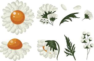 Large set of various white daisy buds of different shapes and bud opening states, for various floral designs and backgrounds vector