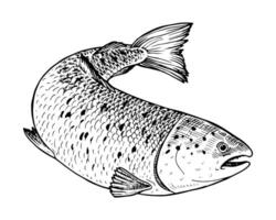 illustration of a salmon fish in black and white. Hand drawn sketch with vintage engraving details, showcasing its dynamic movement in water. Perfect for seafood packaging, culinary designs vector