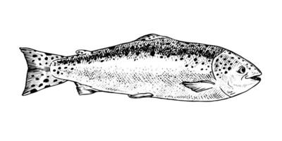 illustration of a rainbow trout in black and white. Hand drawn sketch with fine engraving details, showcasing its full length. Perfect for seafood packaging, fishing designs and culinary art vector