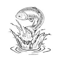 illustration of a jumping trout in black and white. This hand drawn sketch captures the fish mid leap, splashing out of the water with dynamic motion. Perfect for fishing and seafood designs vector