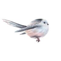 Long-tailed tit, bird side view gray with black feathers, very cute, funny, realistic. Watercolor illustration hand-drawn. Separate element isolated from the background. vector