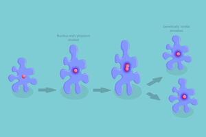 3D Isometric Flat Conceptual Illustration of Amoeba Reproduction, Irregular Binary Fission vector