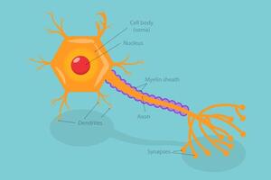 3D Isometric Flat Conceptual Illustration of Neurotransmitter Release Mechanism, Nervous System Electric Signal Communication Structure vector