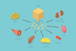 3D Isometric Flat Conceptual Illustration of Effects Of Adiponectin, Biochemistry Connection between Adipocyte Cells and Internal Organs vector