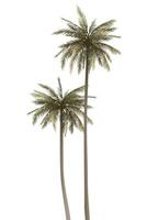 Both of coconut palm trees isolated on white background graphic illustration. vector