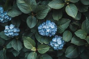 A close up of blue flowers on a green leaf photo