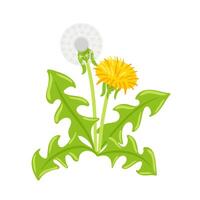 A illustration of a dandelion in full bloom, showcasing its delicate yellow petals, its fuzzy seed head ready. rich colors emphasize the natural elegance, evoking feelings of spring and renewal vector