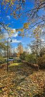 Autumn vertical photography with yellow leafs photo