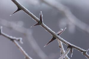 Close up view of sharp plant in frozen ice photo