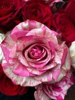 Striking pink and white striped rose takes center stage, delicate petals with intricate patterns. Deep red roses creating vivid and appealing contrast. Beautiful floral arrangement, color and texture photo