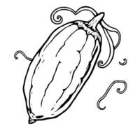 Line Art Drawing Of A Single Ripe Chayote vector
