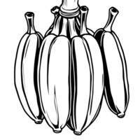 Hand-Drawn Illustration Of A Bunch Of Bananas vector
