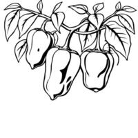 Three Yellow Bell Peppers Hanging On A Branch vector