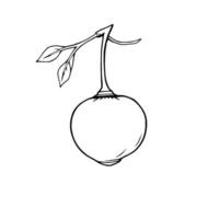 Line Drawing Of A Single Round Fruit On A Stem With Leaves vector