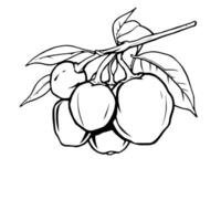 Cluster Of Ripe Fruits On Branch Line Art Drawing vector
