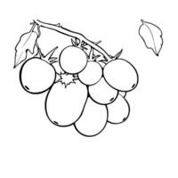 Cluster Of Tomatoes On Vine Simple Line Drawing vector