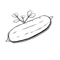 Hand-Drawn Illustration Of A Single Cucumber With Leaves vector