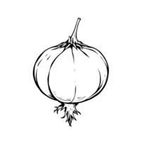 Hand-Drawn Illustration Of A Single Gooseberry Berry vector