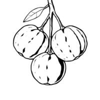 A drawing of three apples on a branch vector