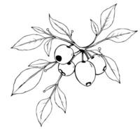 Line Art Drawing Of Berries On Branch With Leaves vector