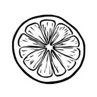 Hand-Drawn Illustration Of A Sliced Lemon Yellow Citrus Fruit vector