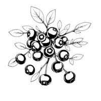 A Lush Cluster Of Ripe Blueberries On The Branch vector