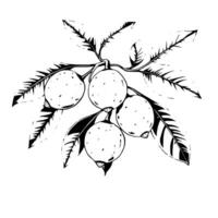 Elegant Line Art Illustration Of Limes On Branch vector