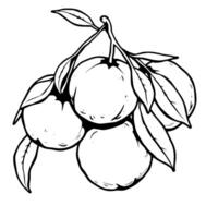 Cluster of Oranges on Branch Line Art Illustration vector