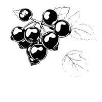 Blackcurrant Branch Illustration A Cluster Of Ripe Berries And Leaves vector