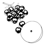 Fresh Grape Cherry and Grapefruit Illustration vector