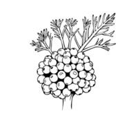 Line Art Drawing of a Cluster of Berries with Stems vector