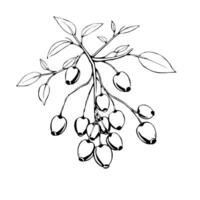 Ink Drawing Of A Branch With Abundant Berries And Leaves vector