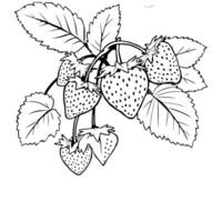 Stylized Drawing Of Ripe Strawberries On Vine vector