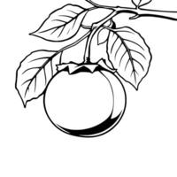 Single Ripe Persimmon Hanging From Branch With Leaves vector