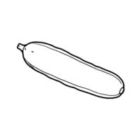 A drawing of a zucchini on a white background vector