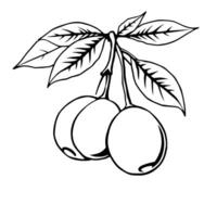 Line Art Drawing Of Three Cherries On A Branch With Leaves vector