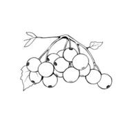 Red Currants Cluster on Branch Botanical Illustration vector