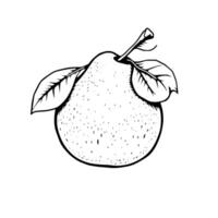 Hand-Drawn Illustration Of A Single Grapefruit With Leaves vector