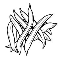 A drawing of beans on a white background vector