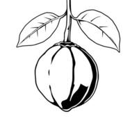 Line Art Illustration Of A Single Macadamia Nut On Branch vector