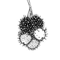 Cluster of Spiky Prickly Fruits Hanging From Stem vector