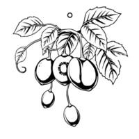 Elegant Line Art Drawing Of Plums On Branch With Leaves vector