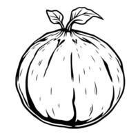Hand-Drawn Illustration Of A Single Ripe Fig With Leaves vector