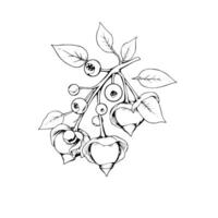 Elegant Line Drawing Of Berry Branch With Leaves vector