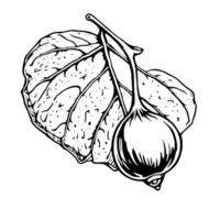 Detailed Line Art Drawing Of A Fig With Leaf vector