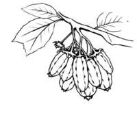 Line Drawing Of Fruit Cluster On Branch With Leaves vector