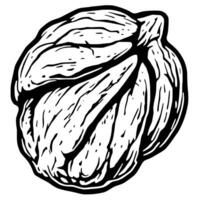 Detailed Line Art Illustration Of A Walnut Shell vector
