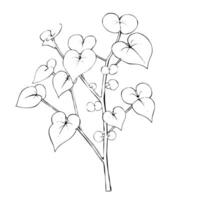 Heart-Shaped Leaves Branch Botanical Line Drawing vector